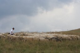 Owce na Wiktorówkach